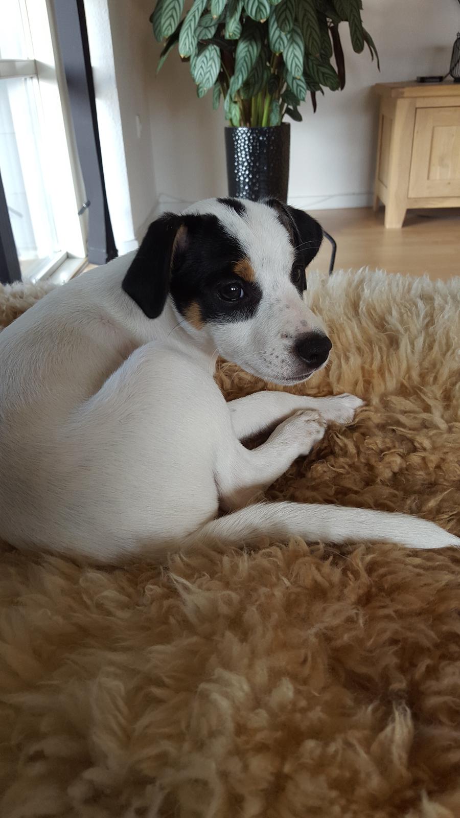 Dansk svensk gaardhund Elsa billede 28