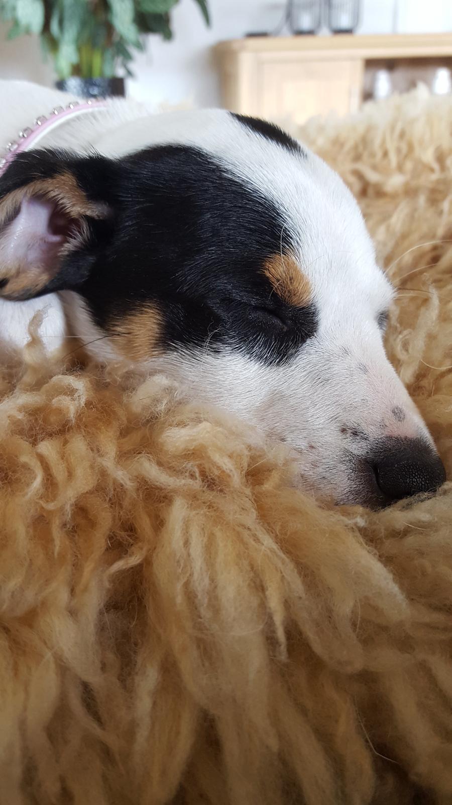 Dansk svensk gaardhund Elsa billede 27