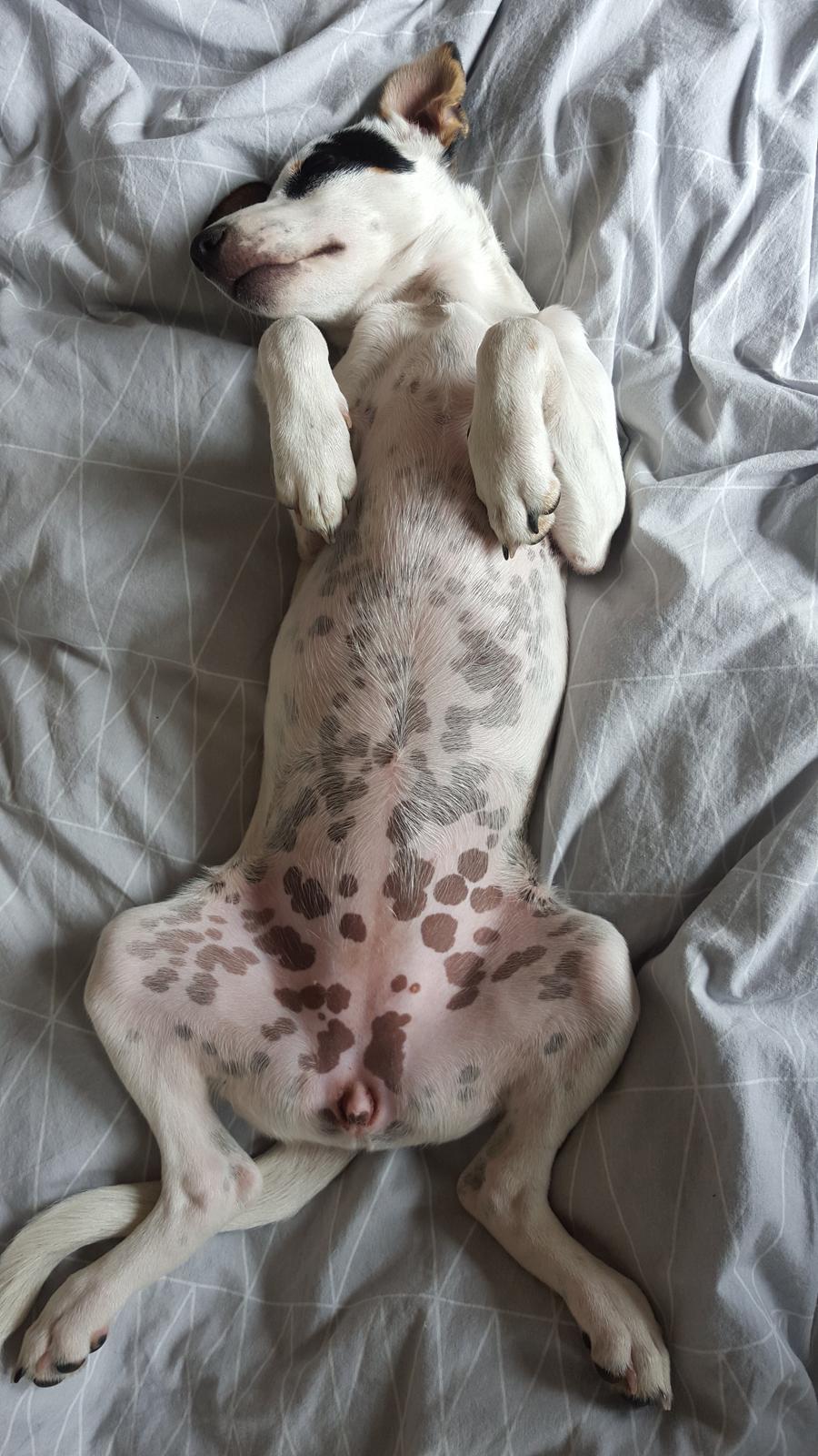 Dansk svensk gaardhund Elsa - Vi finder ofte Elsa sovende på ryggen ... billede 21