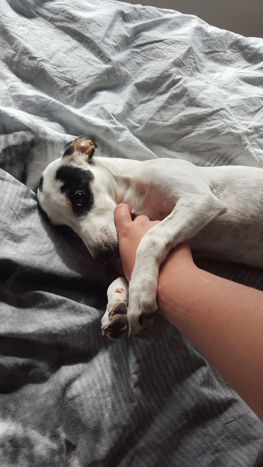 Dansk svensk gaardhund Elsa - Elsa bruger poterne meget. Især når hun nusses, da hun så selv kan styrer hånden hen hvor hun ønsker nusning. :) billede 20