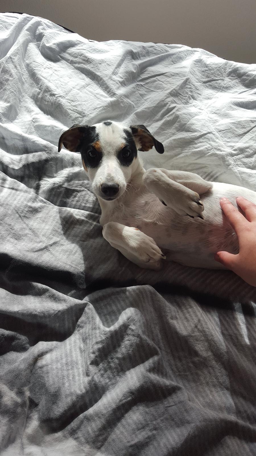 Dansk svensk gaardhund Elsa billede 19