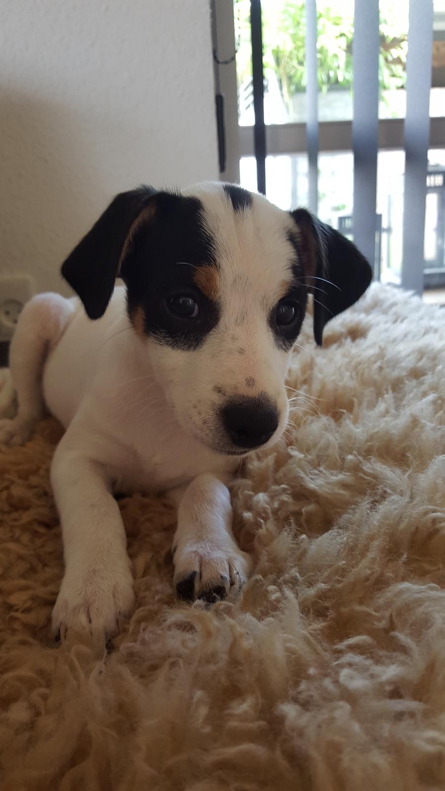 Dansk svensk gaardhund Elsa - Smukke Elsa 12 uger gammel billede 25