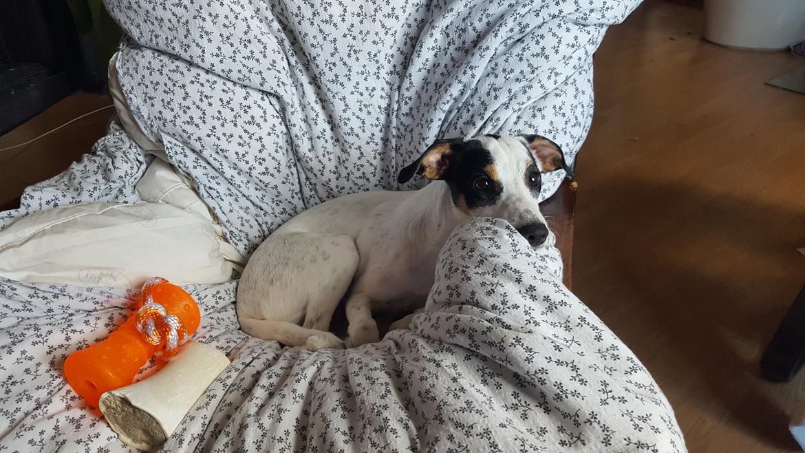 Dansk svensk gaardhund Elsa billede 23