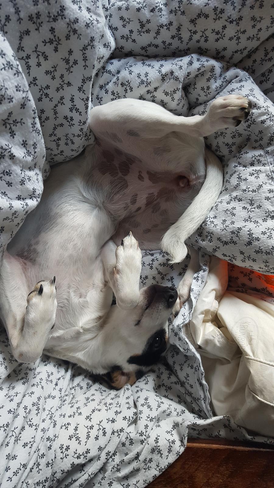 Dansk svensk gaardhund Elsa - ... eller i andre mærkelige stillinger. ;) billede 22