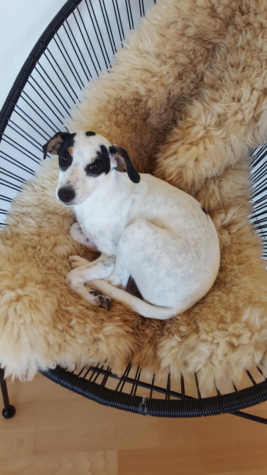 Dansk svensk gaardhund Elsa - Smukke Elsa. På dette billeder er hun omkring 7 måneder gammel. billede 16