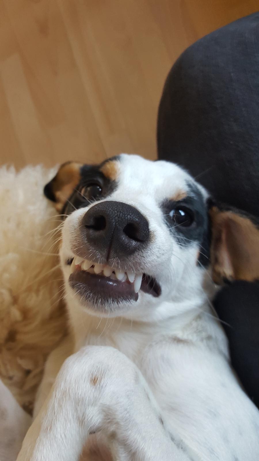 Dansk svensk gaardhund Elsa - En dag lå Elsa og puttede med mig. Hun var så sød. Jeg nussede hendes læber. Og formede denne mund. Hun lå bare og kiggede på mig og logrede med halen. Ingen tvang overhovedet.  billede 18