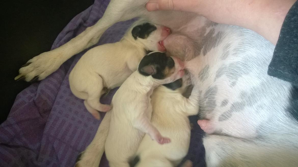 Dansk svensk gaardhund Elsa - 2 dage gamle. Ved bagerste pat, ses Elsa. billede 31