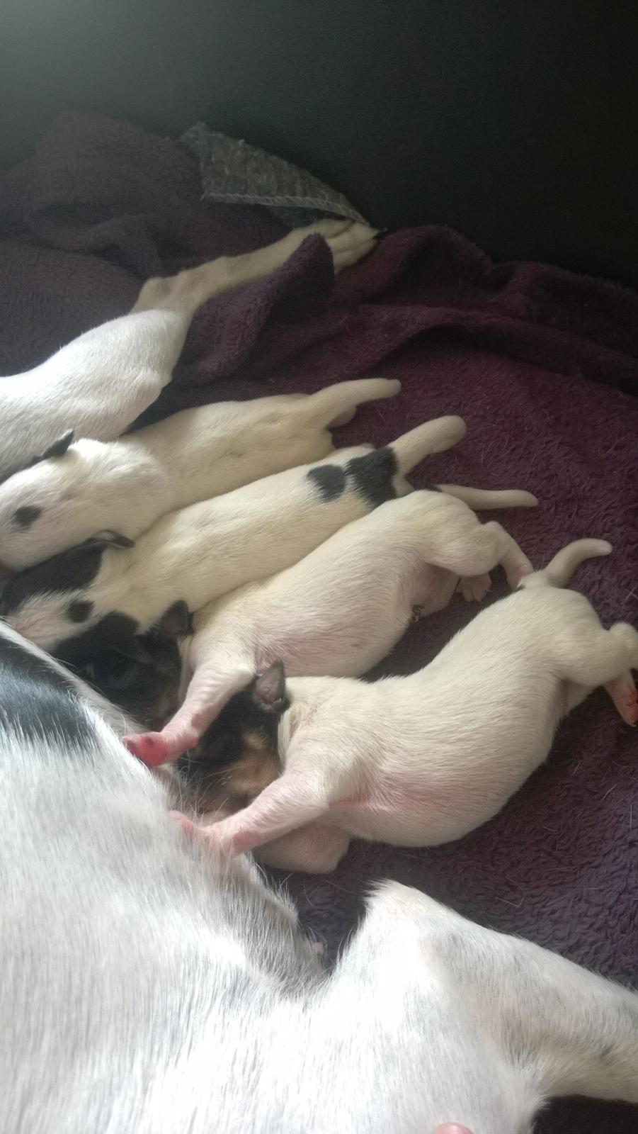 Dansk svensk gaardhund Elsa - Få dage gamle. Elsa ses igen ved bagerste pat. :) billede 32