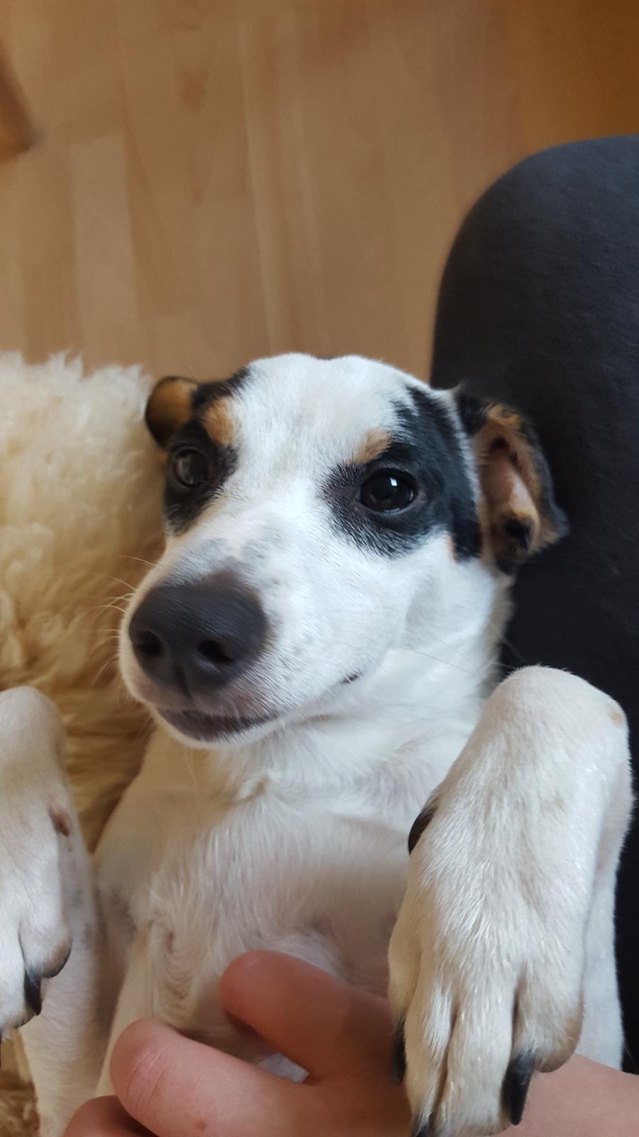 Dansk svensk gaardhund Elsa billede 17