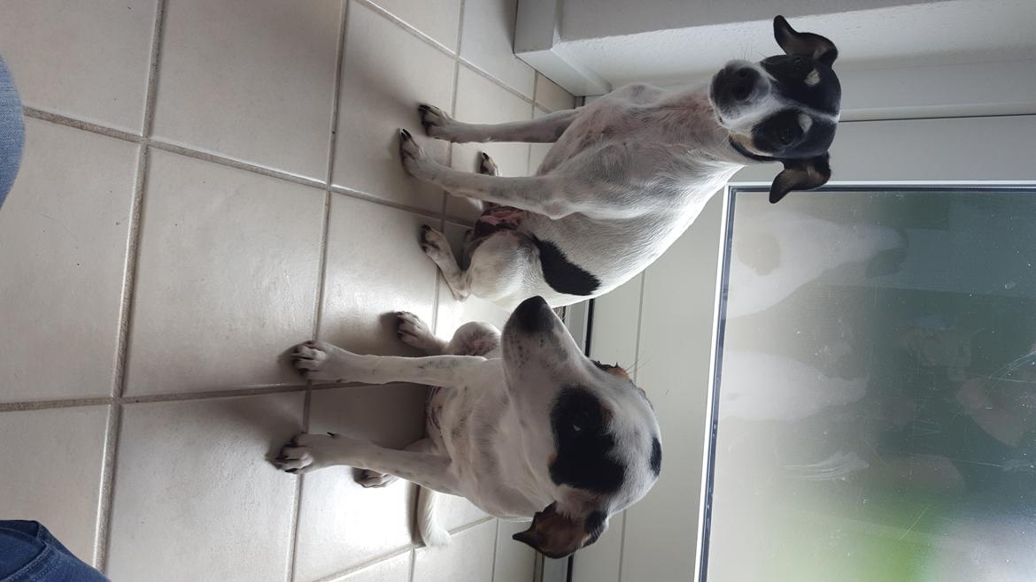 Dansk svensk gaardhund Elsa - Smukke mor Maja, sammen med hendes datter, Elsa. :) billede 24