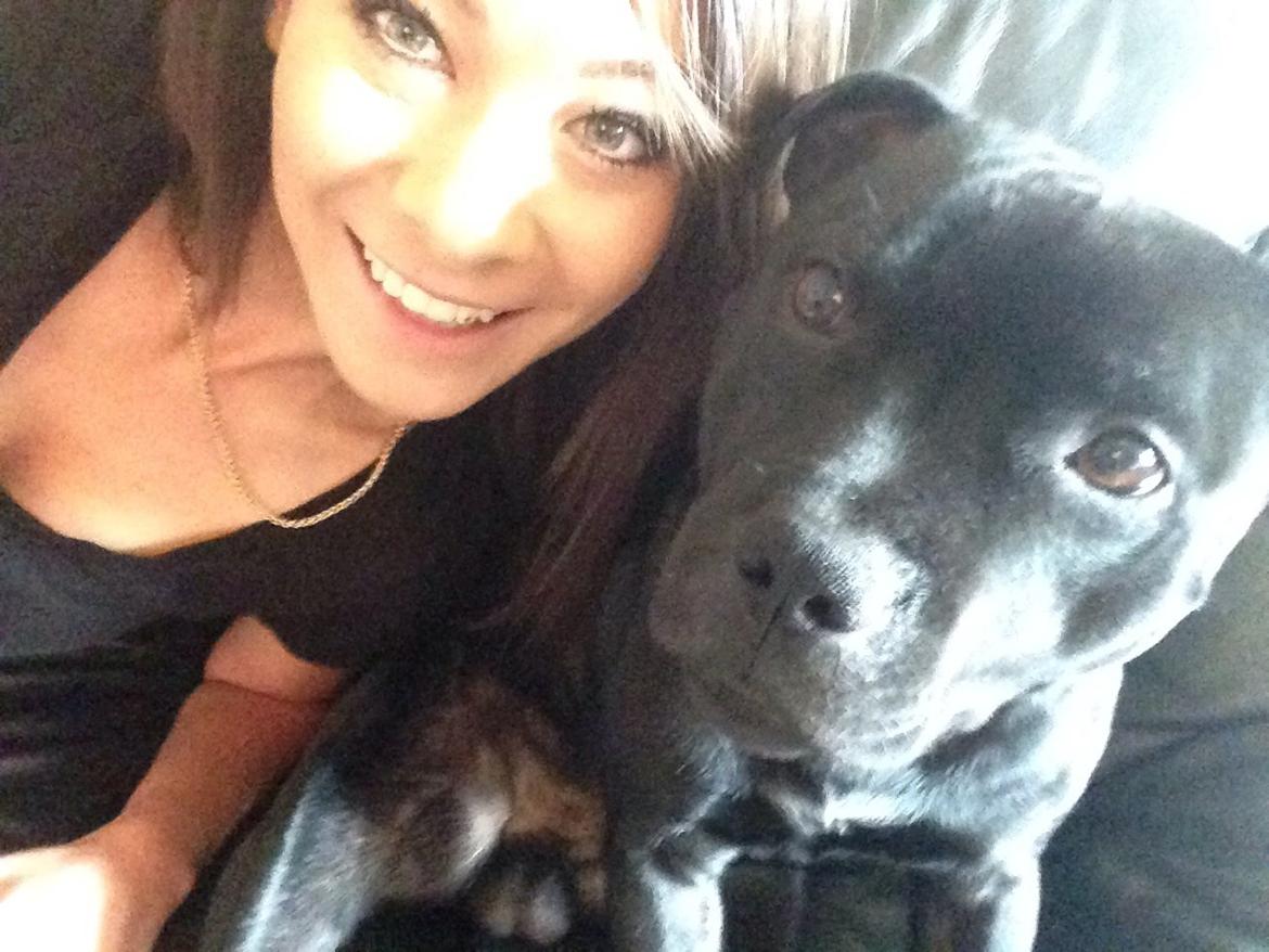 Staffordshire bull terrier Darko (Manne) billede 2