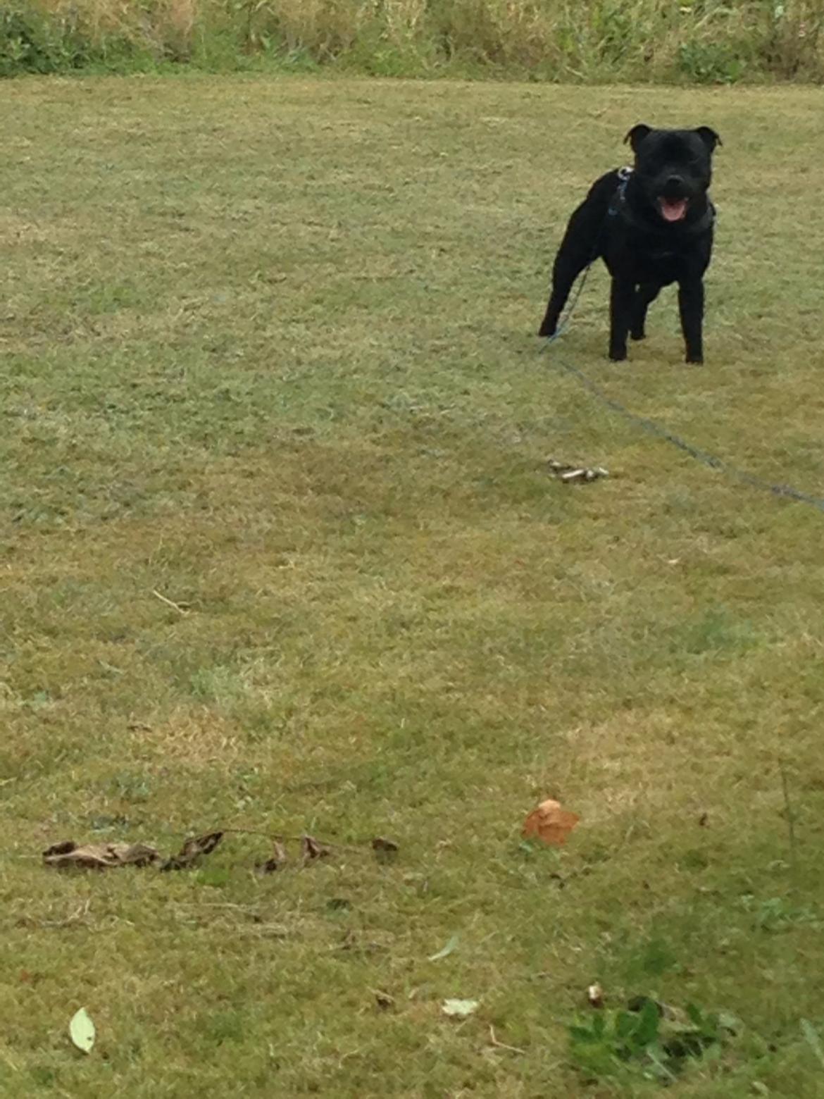 Staffordshire bull terrier Darko (Manne) billede 3