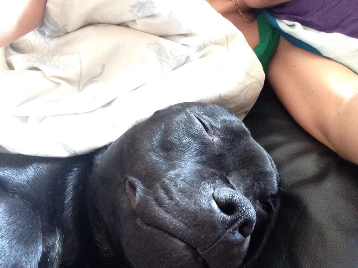 Staffordshire bull terrier Darko (Manne) billede 1