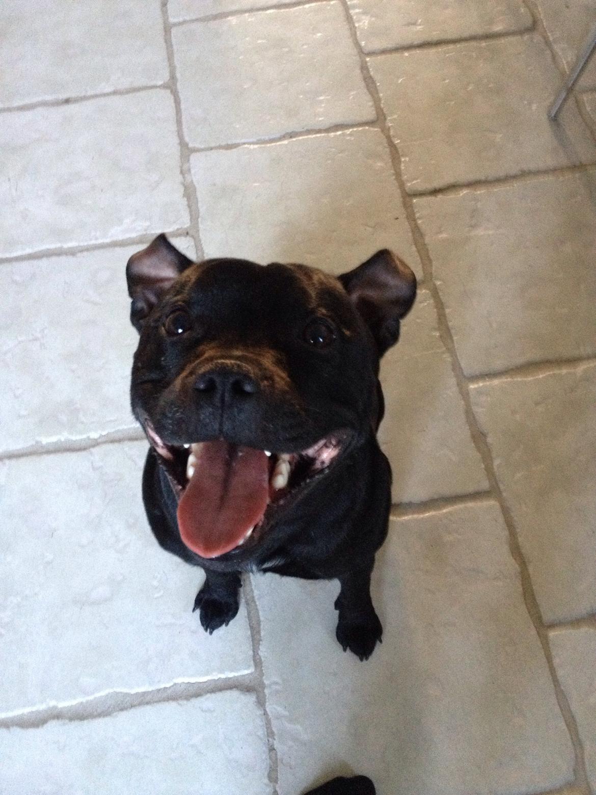 Staffordshire bull terrier Darko (Manne) billede 4