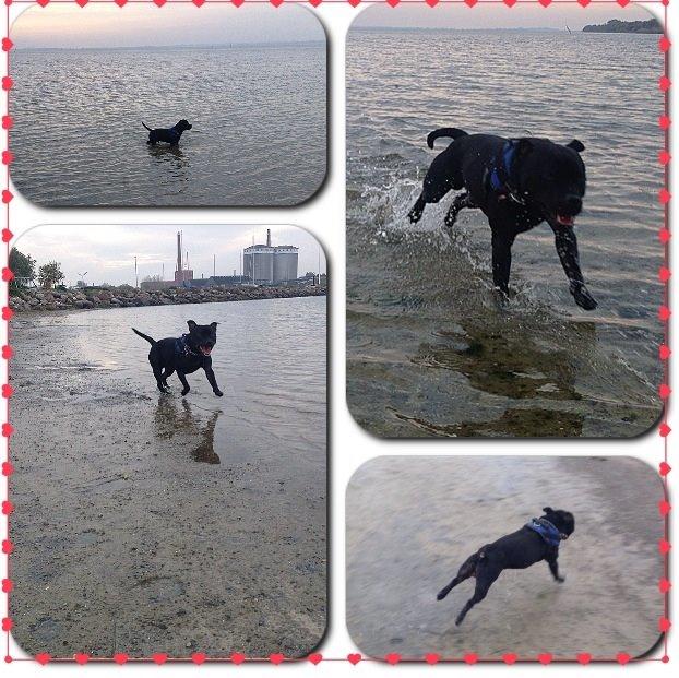 Staffordshire bull terrier Darko (Manne) billede 6