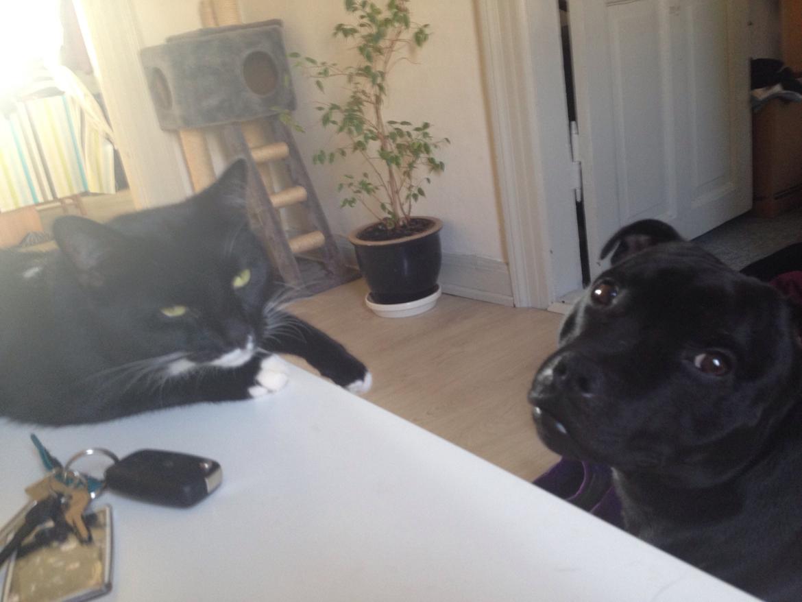 Staffordshire bull terrier Darko (Manne) billede 7