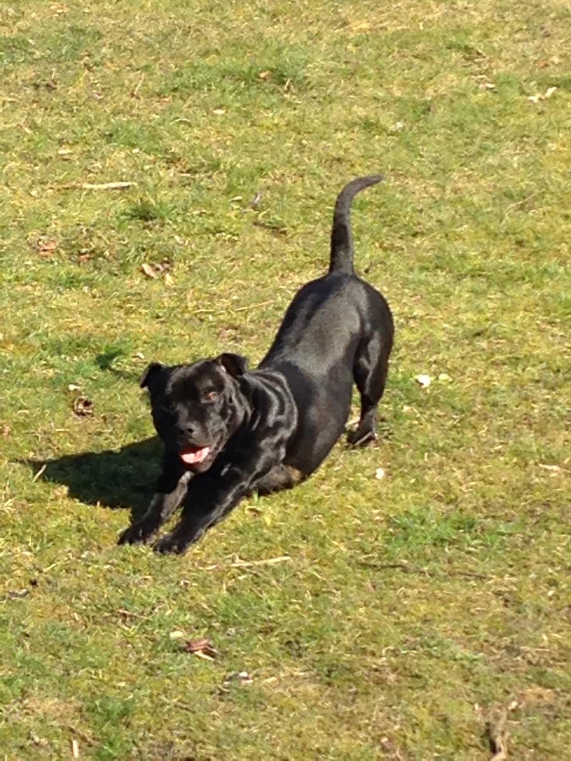 Staffordshire bull terrier Darko (Manne) billede 8