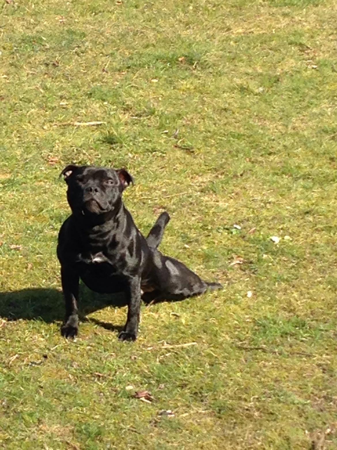 Staffordshire bull terrier Darko (Manne) billede 9