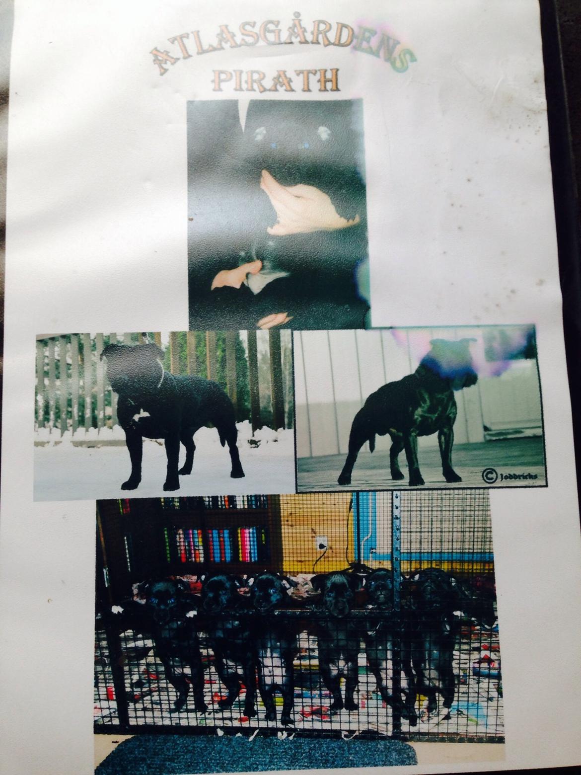 Staffordshire bull terrier Darko (Manne) billede 10