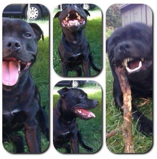 Staffordshire bull terrier Darko (Manne) billede 5
