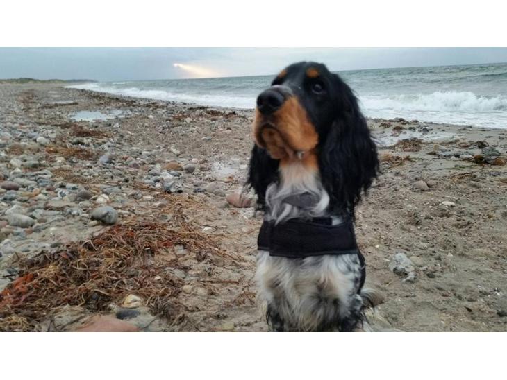 Cocker spaniel Joey billede 1