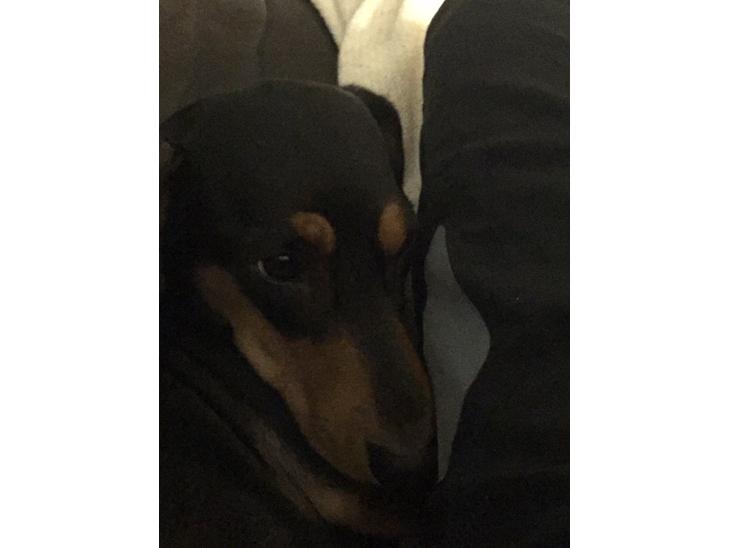 Gravhund Tilde billede 1