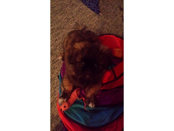 {{currentPhoto.altText}} billede {{currentPhoto.number}}