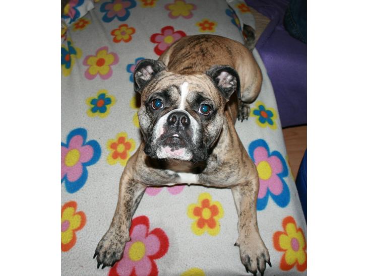 {{currentPhoto.altText}} billede {{currentPhoto.number}}