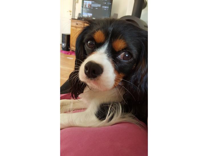 Cavalier king charles spaniel Enya billede 1
