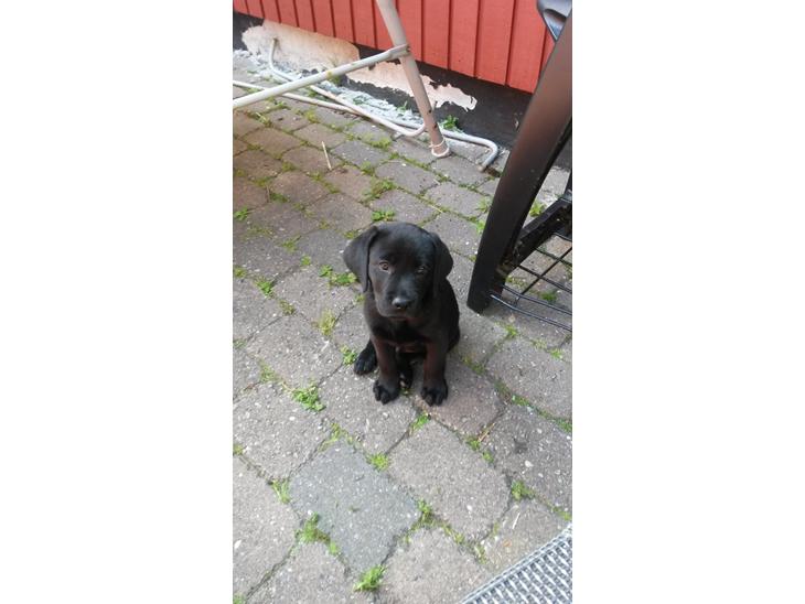 Labrador retriever Skipper billede 1
