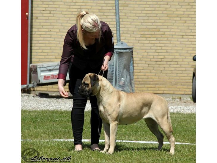 Bullmastiff Raya (Bullgrin's 'N Librrani No Mercy) billede 1