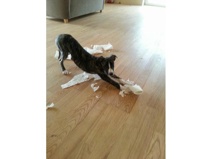 Whippet Kiwi billede 0