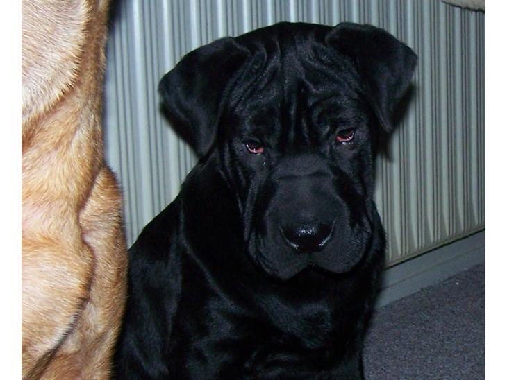 {{currentPhoto.altText}} billede {{currentPhoto.number}}