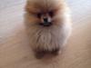 Pomeranian Bunny  [Tidl. hund]