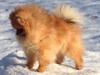 Pomeranian Cæsar