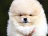 Pomeranian Romeo