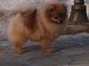 Pomeranian Penny