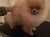 Pomeranian Zoey