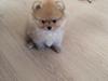 Pomeranian Polly