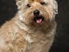 Cairn terrier Ebbe [ Himmelhund]
