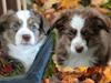Miniature American Shepherd Little Moon Aussie's CherryMilk (Cif)