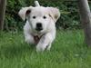 Golden retriever Karma