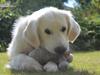 Golden retriever - Kaiser