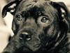 Staffordshire bull terrier Runstaffs Let's Rock Reggae