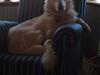 Hvid Schweizisk Hyrdehund Balou