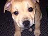 Staffordshire bull terrier Gadfelt´s Celebration of Winter AKA Melvin
