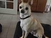 Chihuahua Bailey