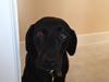 Labrador retriever Mille