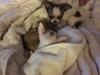 Chihuahua Gucci 