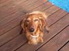 Gravhund Berta